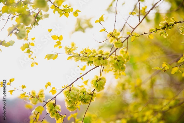Fototapeta A branch of the elm tree. Dutch elm. Golden elm, in spring
