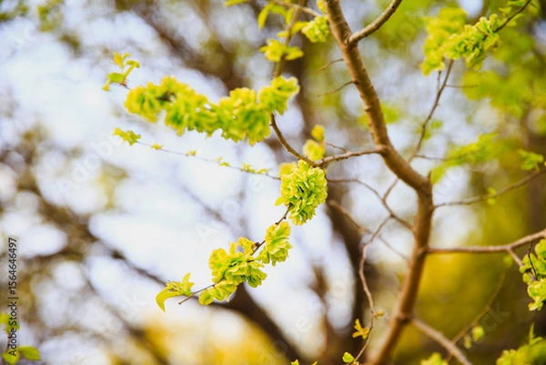 Fototapeta A branch of the elm tree. Dutch elm. Golden elm, in spring