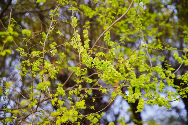 Fototapeta A branch of the elm tree. Dutch elm. Golden elm, in spring