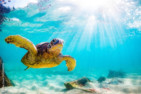 Fototapeta An endangered Hawaiian Green Sea Turtle cruises in the warm waters of the Pacific Ocean in Hawaii.