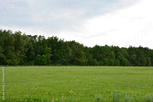 Obraz Green field with trees and cloudy sky
