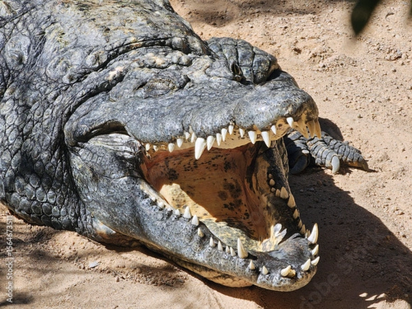 Obraz Crocodile Close-Up