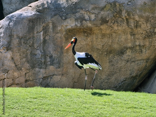 Obraz Stork on Grass