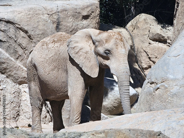 Obraz Giraffe Among Rocks