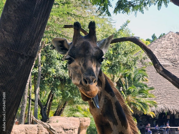 Obraz Giraffe Portrait