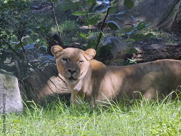 Obraz Lioness Resting Alert