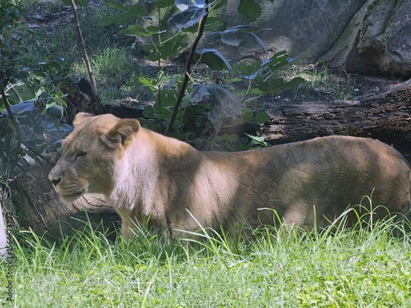 Obraz Lioness Resting Eyes Closed