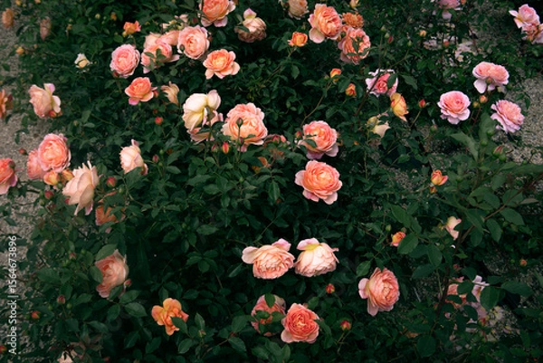 Fototapeta 장미꽃