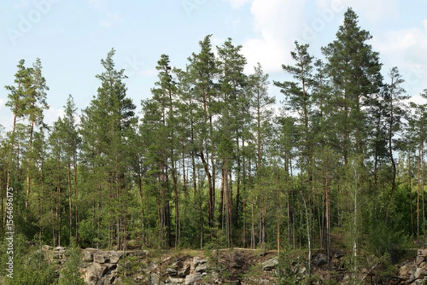 Fototapeta Coniferous forest near the cliff