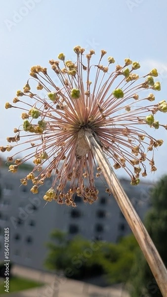 Obraz Allium