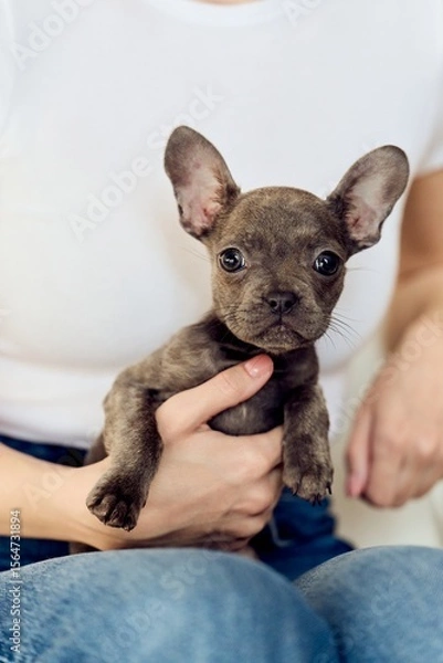 Fototapeta Adorable French Bulldog Puppy Sitting in Lap and Looking Curious