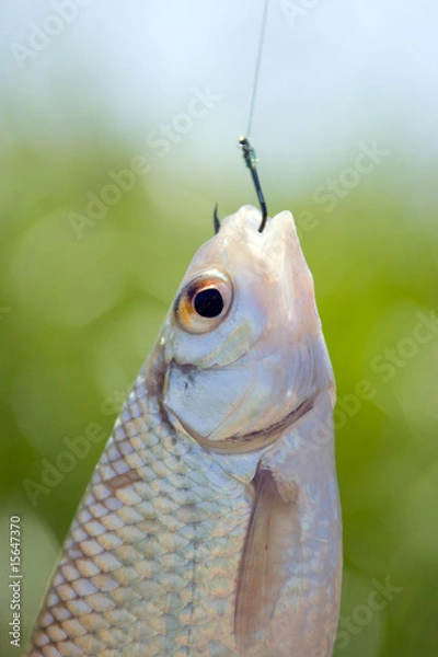 Obraz Fish caught on a hook