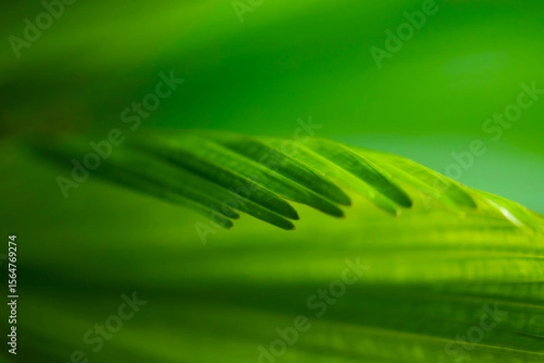 Fototapeta The natural background of palm leaves in a tropical forest.