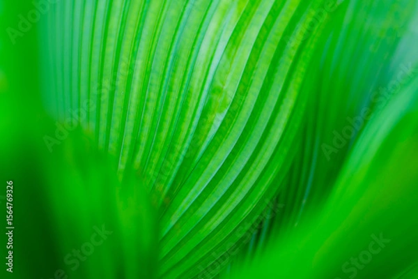 Fototapeta The natural background of palm leaves in a tropical forest.