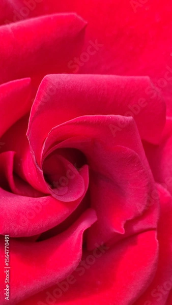 Fototapeta Background made of red rose petals. Beautiful backdrop, suitable for love and nature, romantic theme. Close-up of a deep red rose, detailed petals