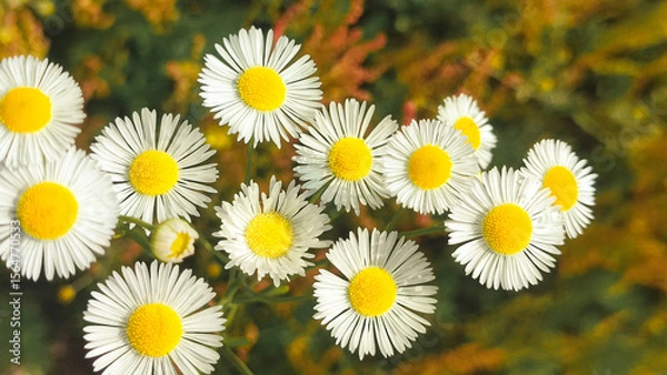 Fototapeta Wild flowery grass that causes allergy to some. Green grass surrounded by green nature and shining sun. Background with copy space
