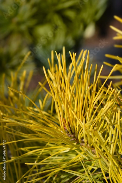 Obraz Golden Scots pine - Latin name - Pinus sylvestris Woltings Gold