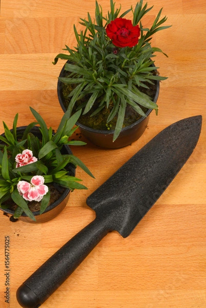 Obraz Two potted carnations, one red and one pink and white, are placed next to a black gardening trowel on a wooden surface, ready for planting