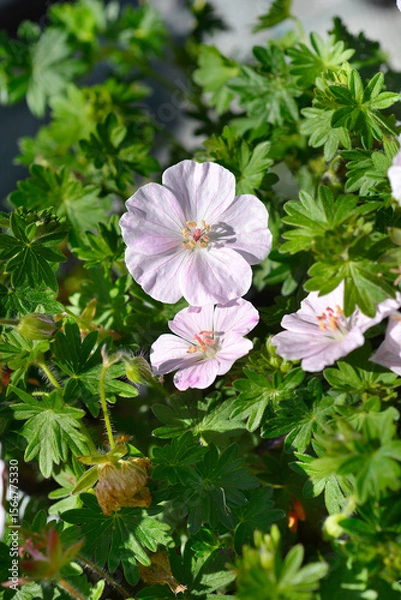Obraz Bloody cranesbill flower - Latin name - Geranium sanguineum Apfelblute