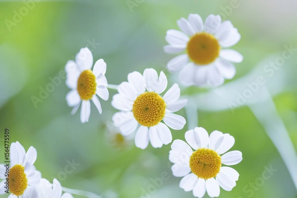 Obraz マトリカリアの花