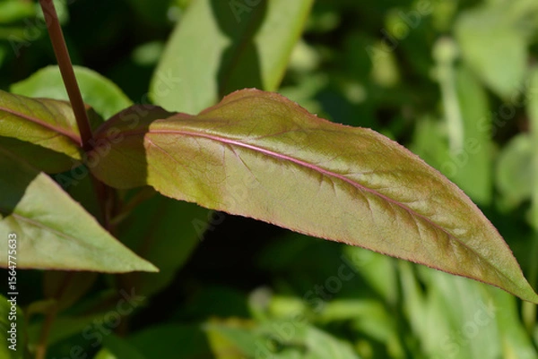 Obraz Foxglove beardtongue leaf - Latin name - Penstemon digitalis Husker Red