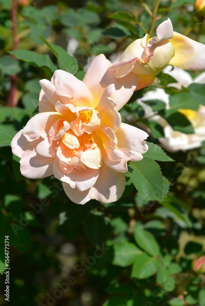 Obraz Rose branch with pale apricot flowers - Latin name - Rosa Claus Groth