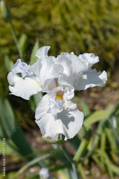 Obraz Tall bearded iris white flower - Latin name - Iris barbata elatior Mesmerizer