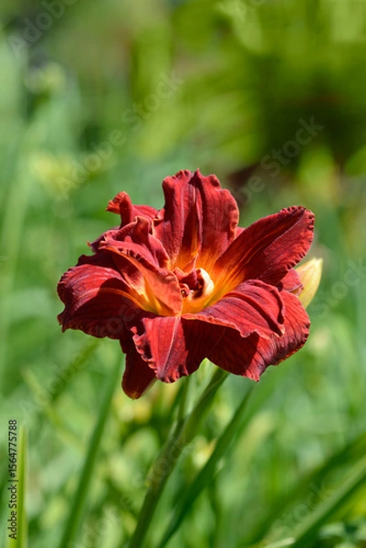 Obraz Daylily red flower - Latin name - Hemerocallis Rediculous