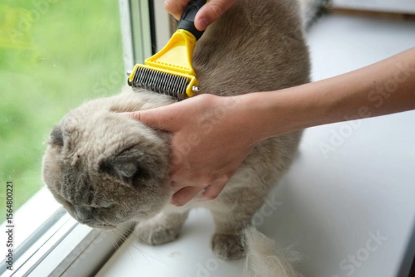Fototapeta Grooming Cat Care With Quality Brush For Felines. A person is gently brushing a Scottish fold gray cat with a brush, ensuring a healthy coat. Essentials. Owner girl combing her cat at home. Pet health