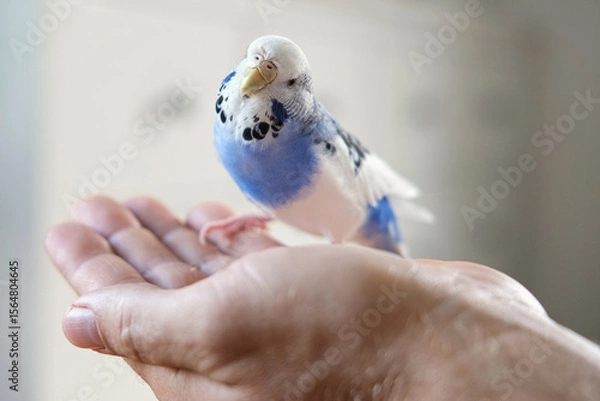 Fototapeta Owner man feeding a budgie. Close-up. White blue budgerigar perching on the hand. Pet bird is eating cucumber from human palm. Cozy Indoor Setting. Person is gently handfeeding a parrot in bright room