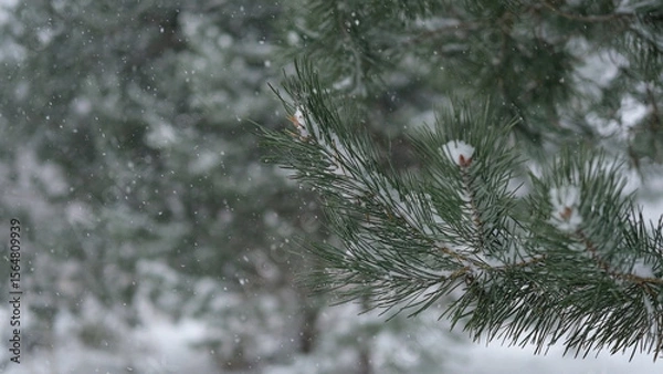 Fototapeta Frozen iced branches of pine tree against sun during sunny day in winter. Macro close up view of evergreen trees covered by snow. Winter forest. Plants in the wood at frosty weather. Nature landscape