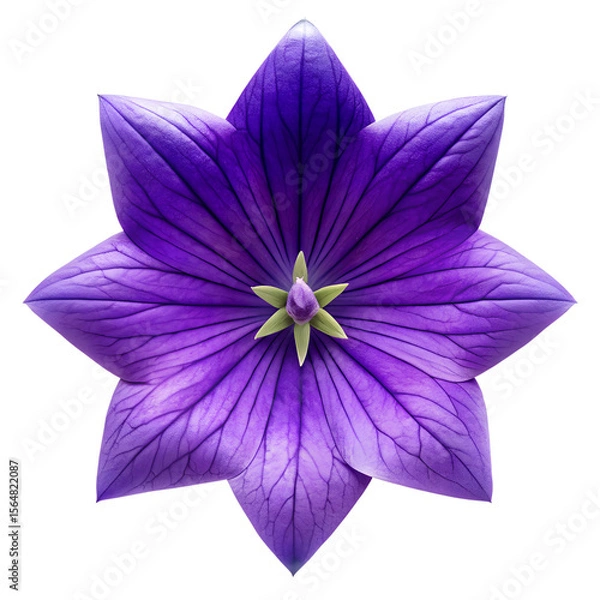 Fototapeta A captivating purple platycodon flower with numerous petals, isolated on transparent background