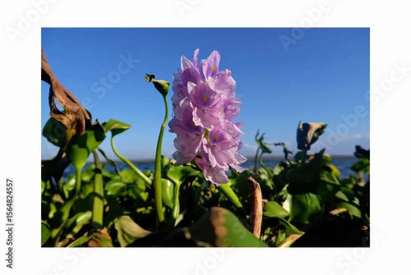 Fototapeta Glow in the dark glass vase
A frosted glass vase with white light shining from inside, containing small white flowers (like daisies), on a solid black background.