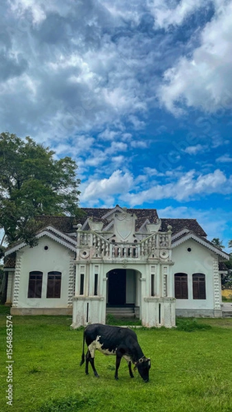 Fototapeta Under a cobalt sky, a lone cow grazes serenely by ornate colonial architecture, echoing pastoral nostalgia and World Cow Appreciation Day