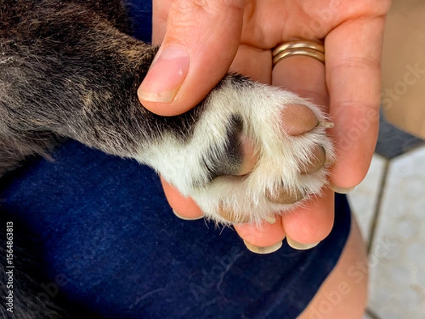 Fototapeta Gentle clasp of a feline paw meets human hand, evoking World Cat Day's mystical bond and tactile serenity