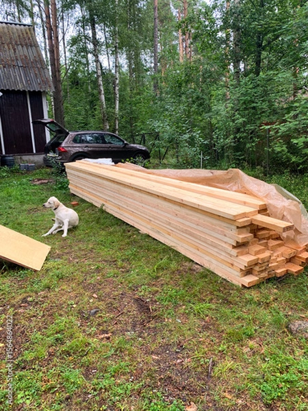 Fototapeta Lonely white dog beside lumber stack sparks rustic summer solstice vibes, Nordic midsummer fest, serene woodland retreat ambiance