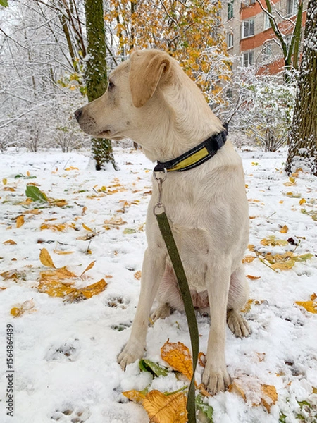 Fototapeta Curious golden retriever in snowy wonderland, autumn leaves whisper secrets, Paw Appreciation Day, canine explorations in frosty tableau