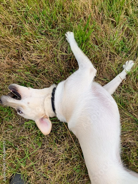 Fototapeta Joyous cream-colored dog revels in grassy frolic, embodying canine euphoria, akin to playful jubilation on Dog Appreciation Day