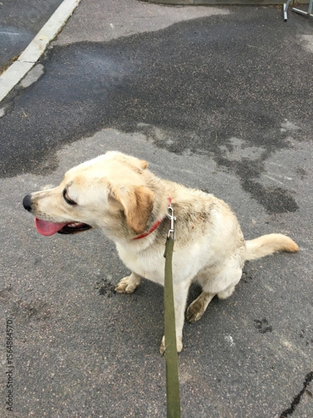 Fototapeta Joyful dog enjoying a rainy afternoon walk during Pet Appreciation Week and Wet Nose Day adventures