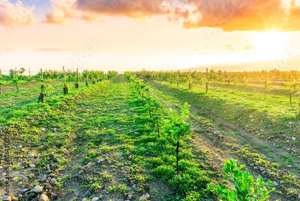 Obraz green rows of fruit trees on a farmland plantation during sunrise or sunset in beautiful summer season. Agriculture landscape of farming and gardening