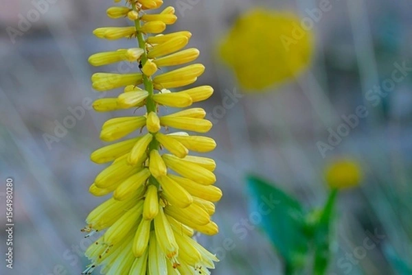 Fototapeta Kniphofia is a genus of flowering plants commonly known as red-hot pokers or torch lilies. Common names include tritoma, red hot poker. Side view, macro shot, close-up, blurred background.