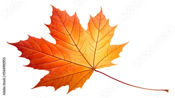 Fototapeta A single maple leaf in orange gradient shades with visible veins, clean cut on transparent background.