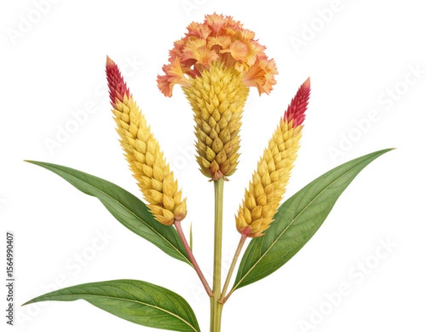 Fototapeta Pressed Cockscomb Flower Botanical Specimen, isolated on transparent background.