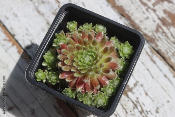 Fototapeta rojnik pajęczynowaty Mona Lisa sempervivum arachnoideum