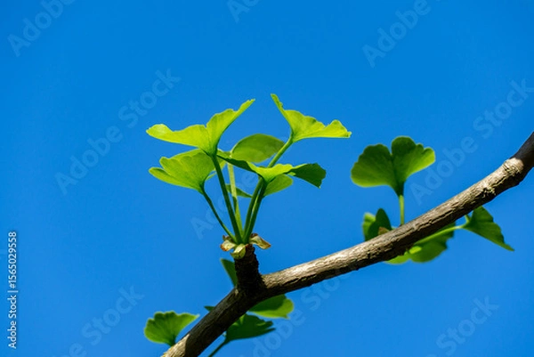 Fototapeta Bright green  Ginkgo tree (Ginkgo biloba), known as ginkgo or gingko leaves sprout from branch against clear blue sky, showcasing new growth and vibrant life. Nature concept for design