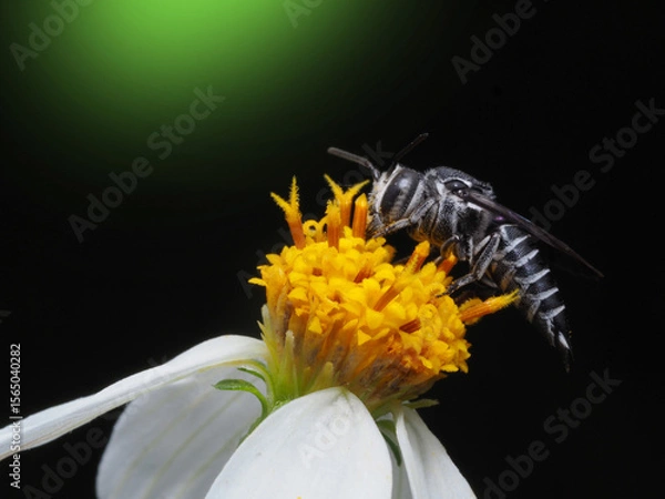 Obraz Cuckoo bees in nature background.