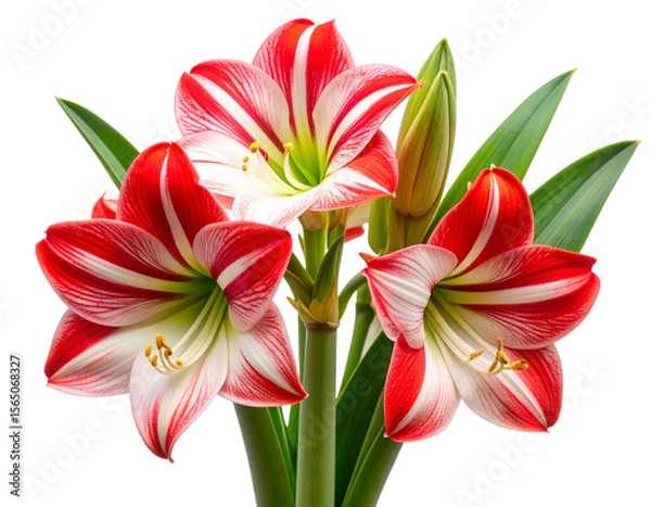 Fototapeta Corner Cluster of Red and White Amaryllis Blooms with Leaves, isolated on transparent background.
