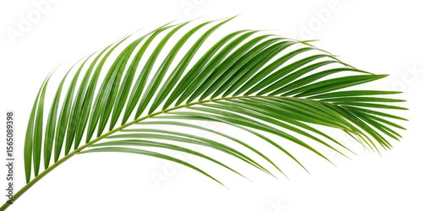 Obraz Green palm leaf isolated on white background