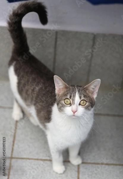 Obraz stehende Katze