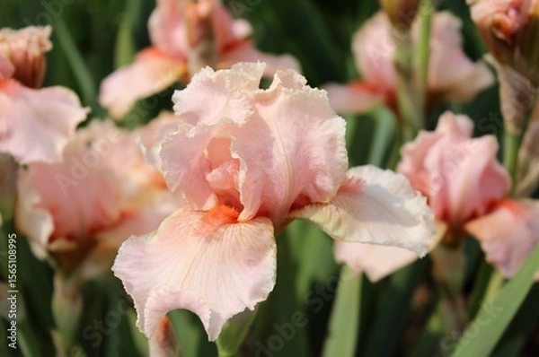 Obraz Irises. Delicate varieties of peach-colored irises on a blurred garden background. Beautiful natural background. Close-up of summer flowers. Delicate bud. Petals. Bright landscape. Macro. Peach irise